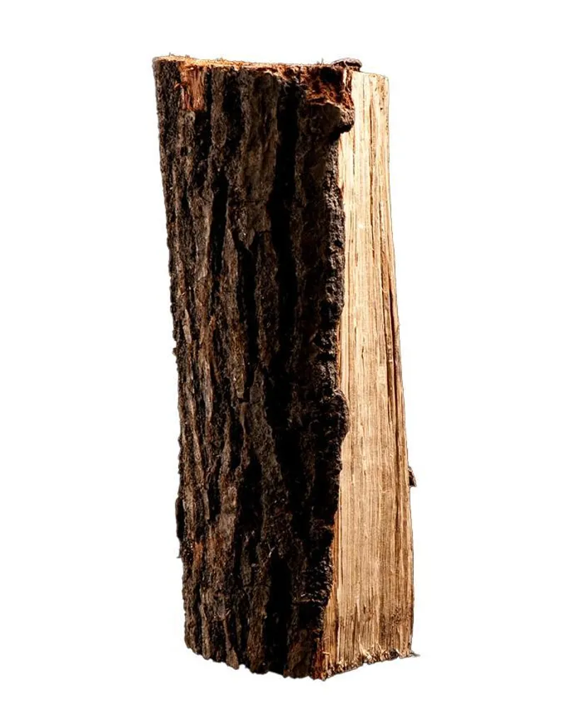 Brennholz Birke – 50cm – 2 RM auf Palette | kammergetrocknet – Bild 4